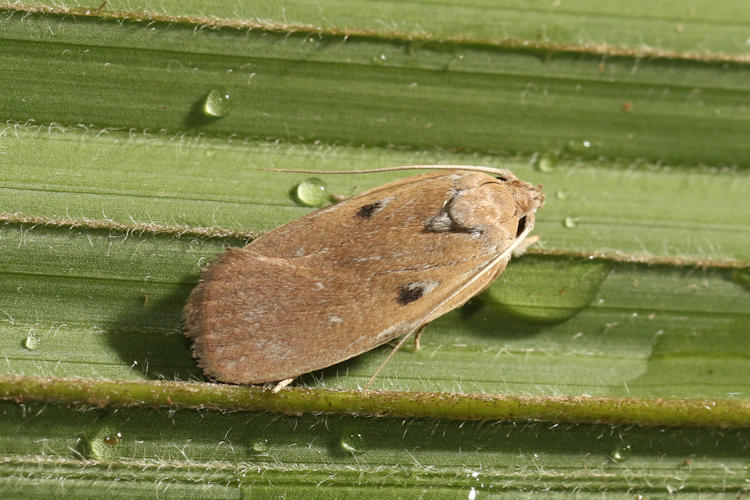Oecophoridae sp.03