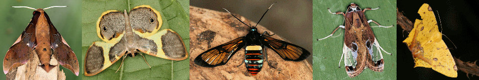 butterflies and moths of Costa Rica