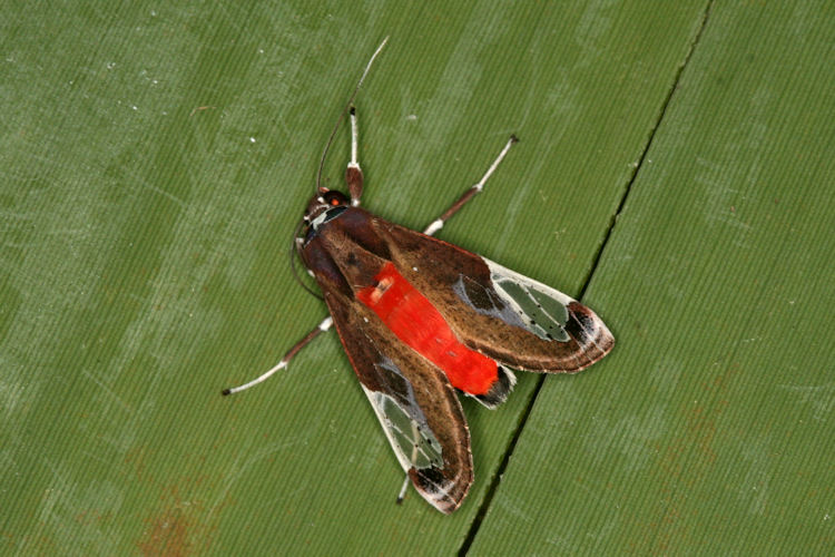 Bertholdia albipuncta