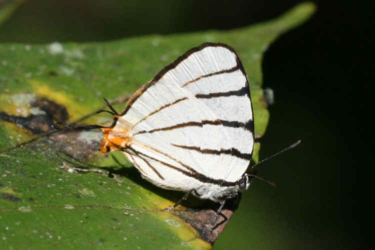 Synoeca septentrionalis