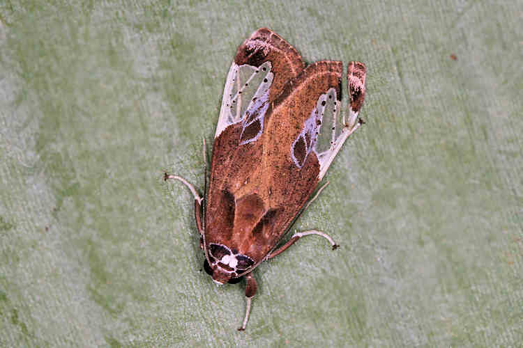 Bertholdia albipuncta