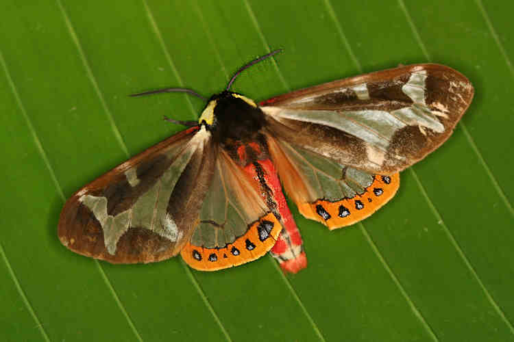 Lepidostoma sp.