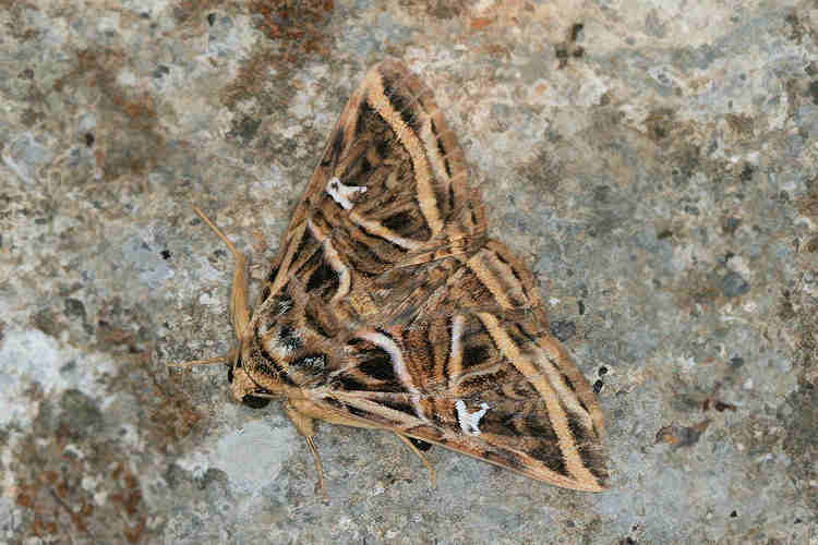 Metria angulata