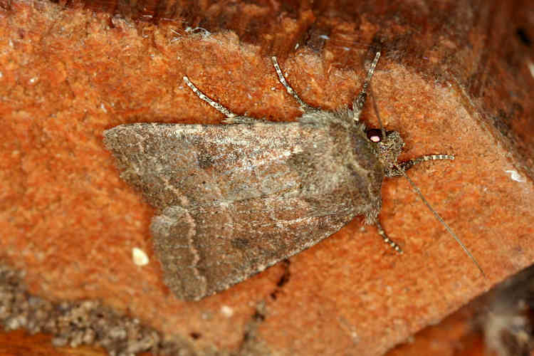 Lepidostoma sp.