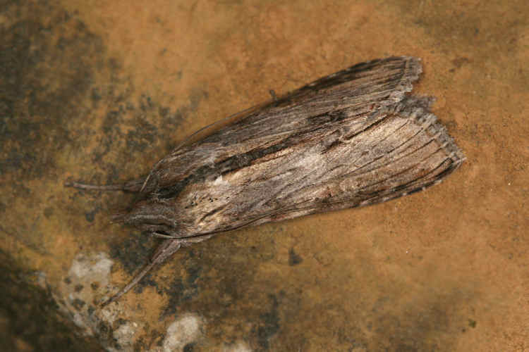Cucullia costaricensis