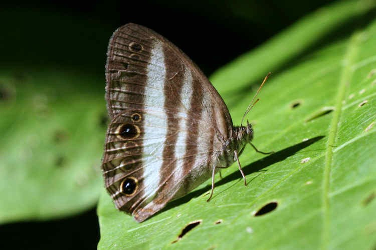 Synoeca septentrionalis
