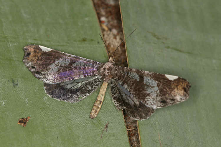 Macrosoma hyacinthina
