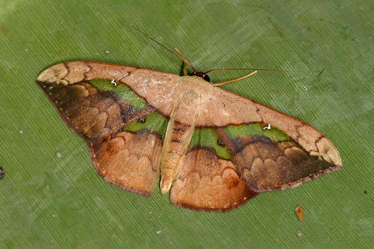 Semaeopus varia