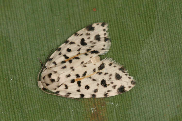 Clemensia leopardina