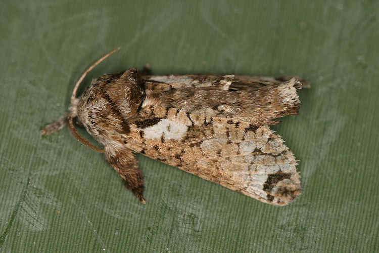 Inguromorpha sp.1
