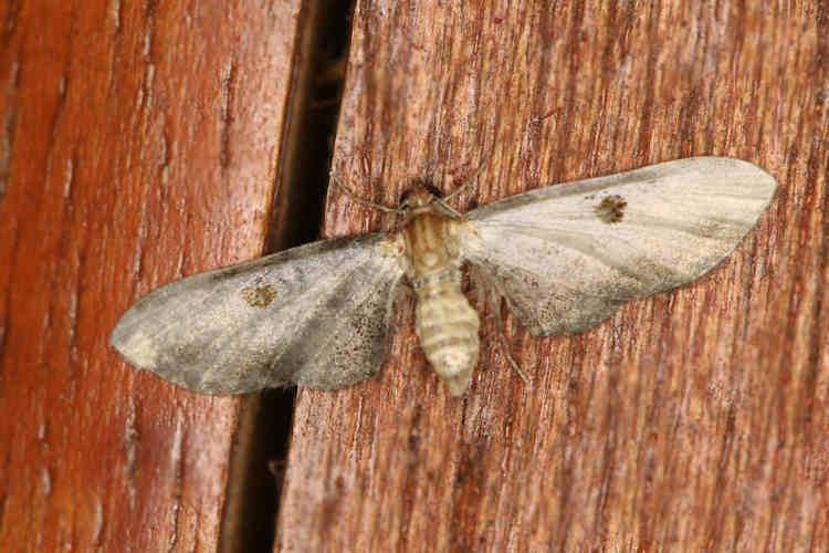 Eupithecia sp.05