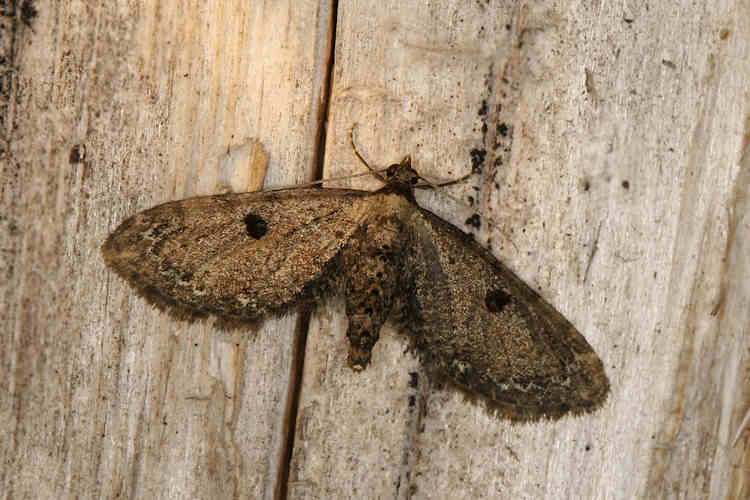 Eupithecia sp.03