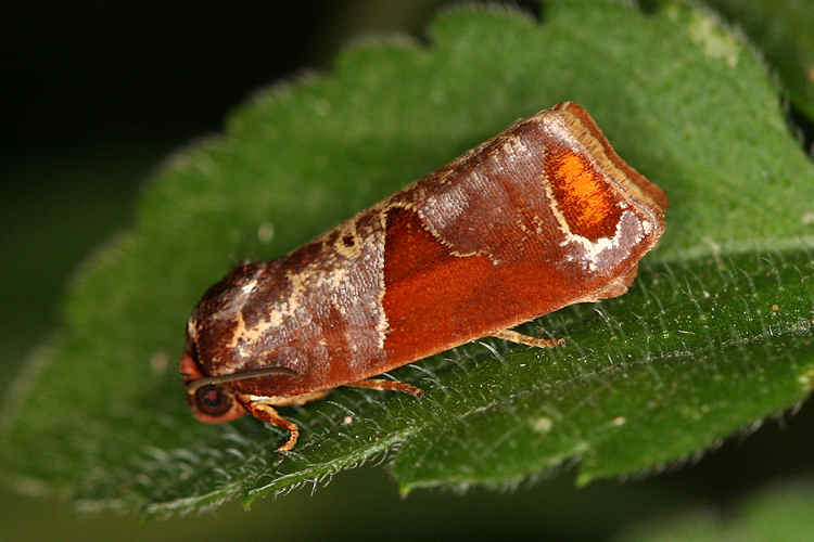 Tortricidae sp.