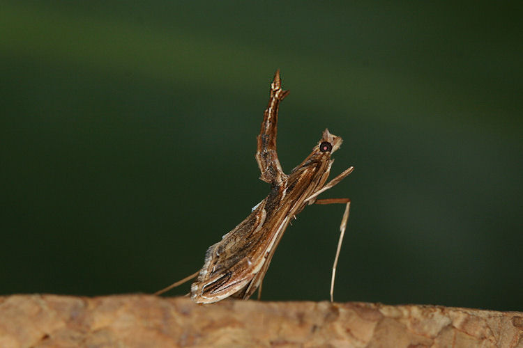 Tortricidae sp.
