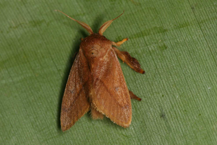 Limacodidae sp.