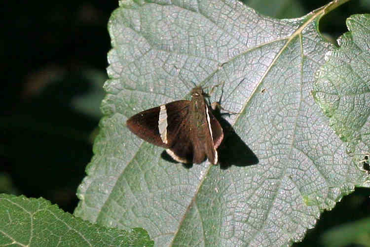 Cecropterus longipennis