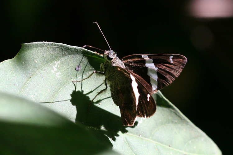 Cecropterus (C.) longipennis