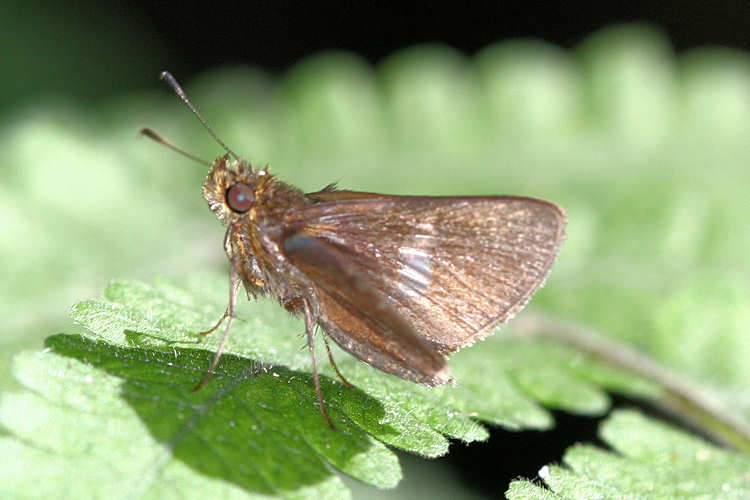 Hesperiidae sp.