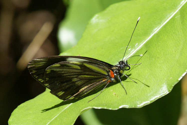 Pieriballia viardi noctipennis