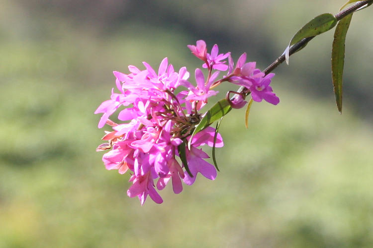 Alpinia zerumbet 