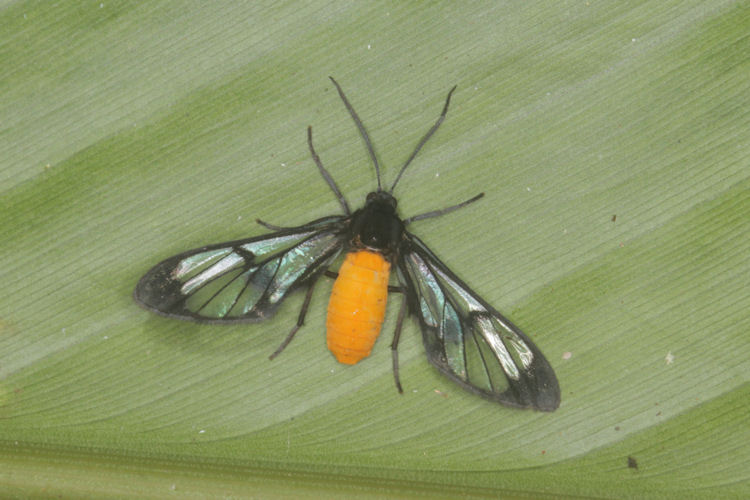 Taeniopoda reticulata