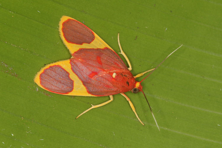 Taeniopoda reticulata