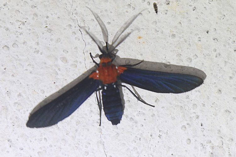 Psoloptera basifulva