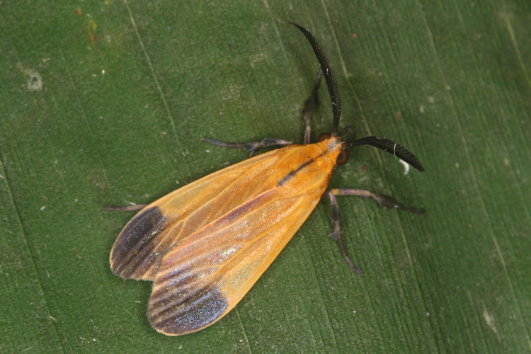 Correbidia affinis