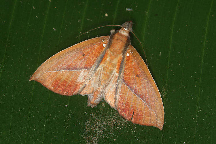 Strophocerus albonotatus