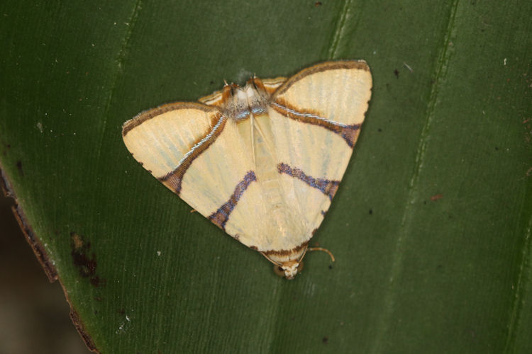 Eulepidotis affinis