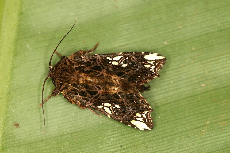 Tropidacris cristata
