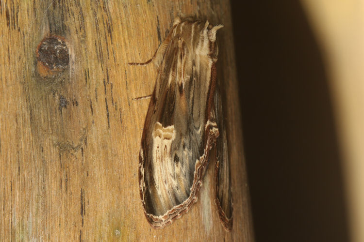 Truncaptera meridionalis