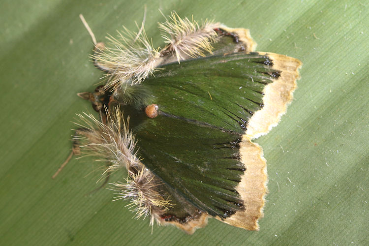 Tropidacris cristata