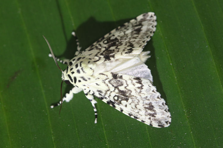 Lichnoptera pollux