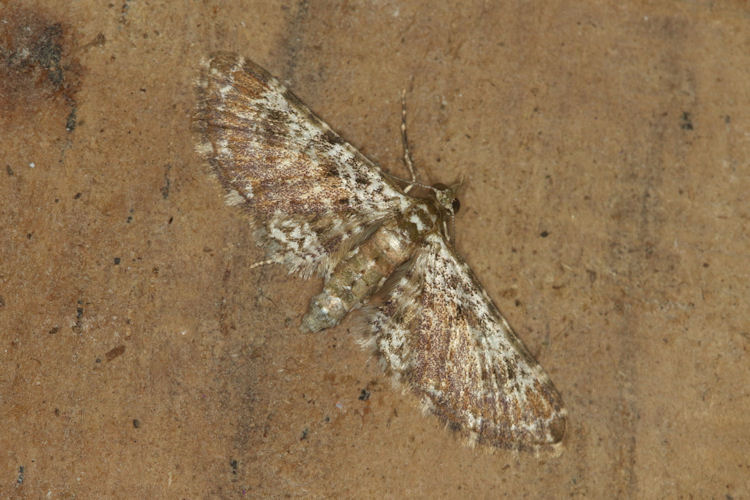 Eupithecia turpicula