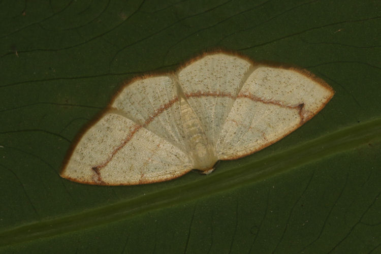 Microxydia orsitaria