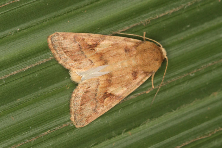 Noctuoidea sp.