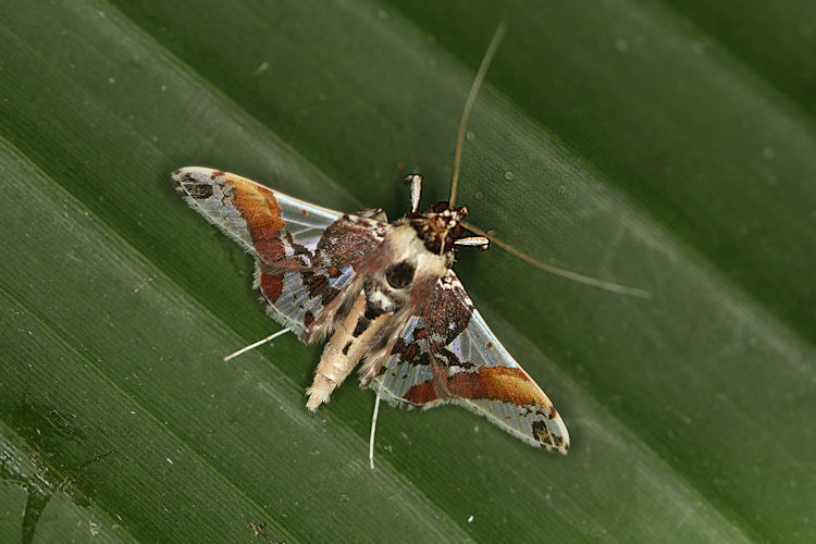 Syngamilyta apicolor