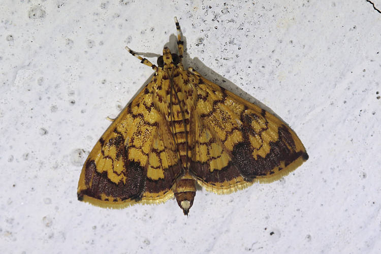 Portentomorpha xanthialis