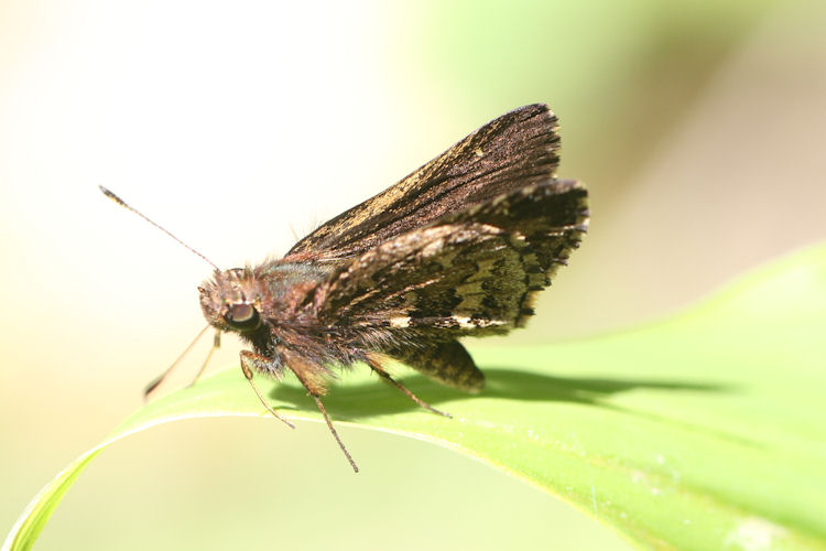 Halotus angellus