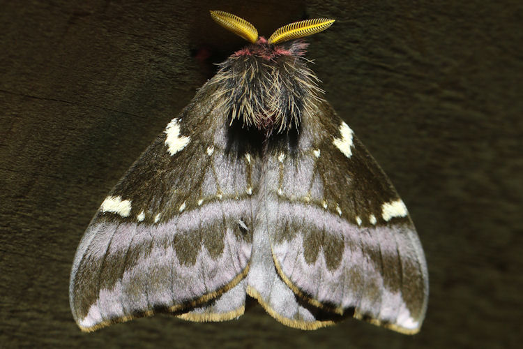 Paradirphia talamancaia