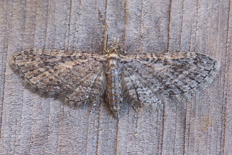 Eupithecia caliginosa