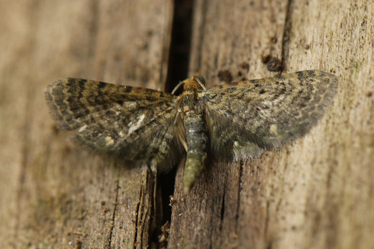 Eupithecia sp.12