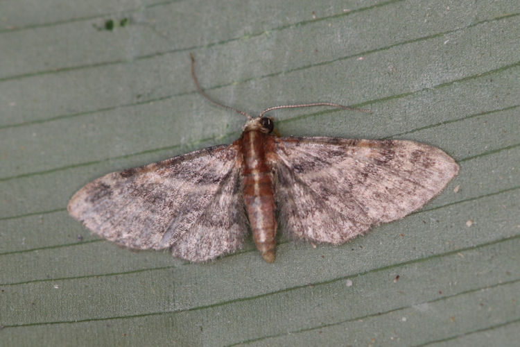 Eupithecia sp.13