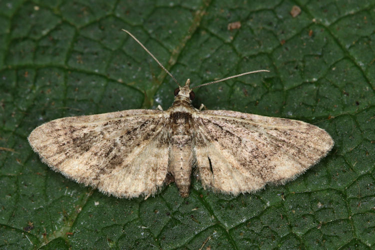 Eupithecia sp.15