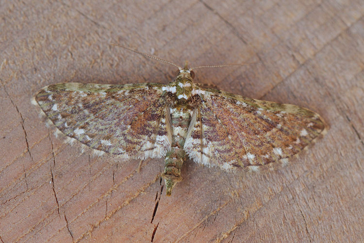 Eupithecia sp.16
