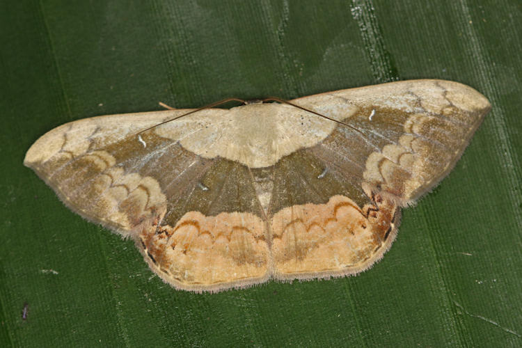 Semaeopus subtincta
