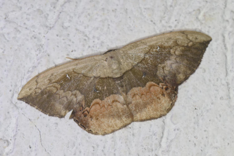 Semaeopus subtincta