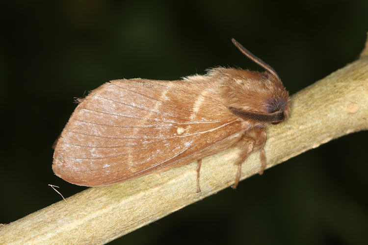 Eutachyptera psidii
