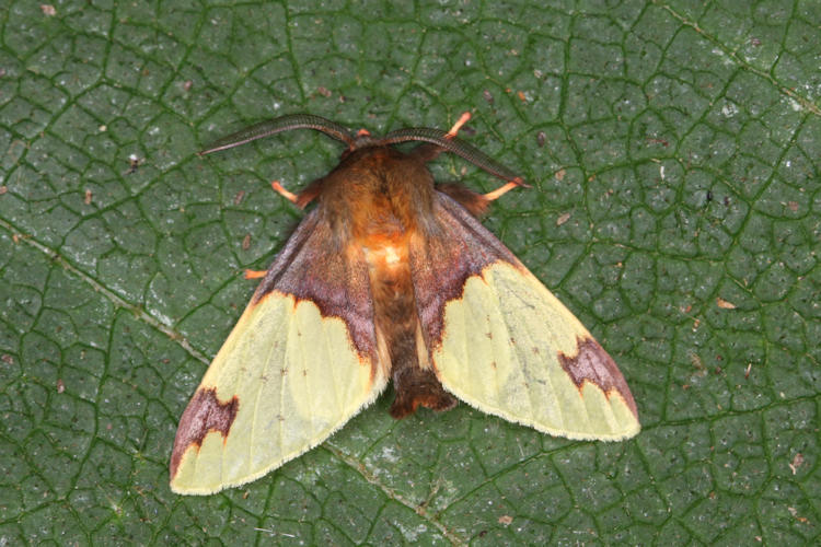 Pseudepimolis arcifera